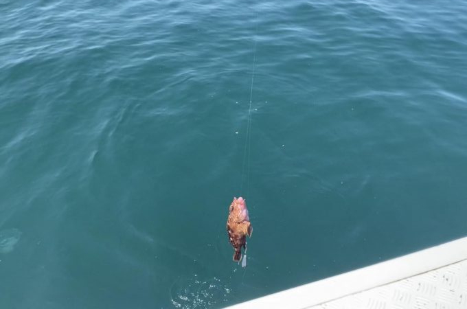 白鶴丸でガシラ釣り