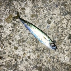 大サバ試し釣り