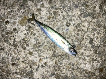 大サバ試し釣り