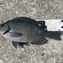 グレ狙い＆ファミリーフィッシング