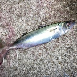 大サバのウキ釣り