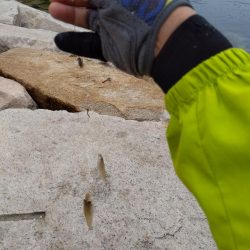 室津のキス釣り