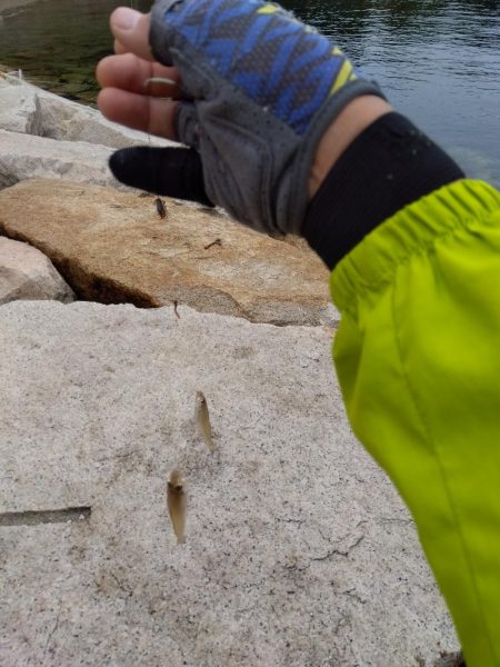 室津のキス釣り