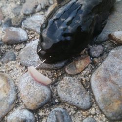 ハゼ釣り楽しいデス(^^)