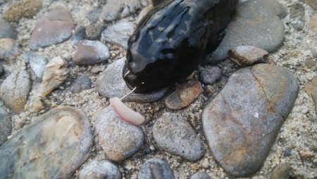 ハゼ釣り楽しいデス(^^)