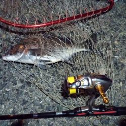 2022/05/31 南港ライトゲーム釣行