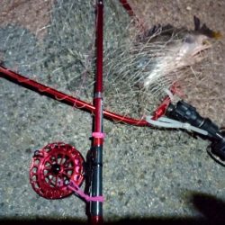 2022/06/02 南港ヘチ釣り釣行