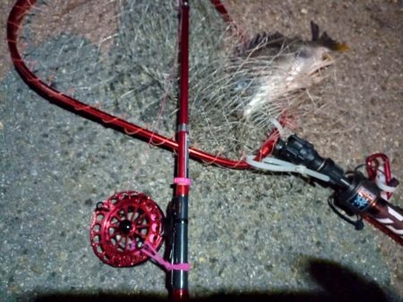 2022/06/02 南港ヘチ釣り釣行