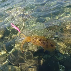 墨族釣果投稿(対馬)⑫