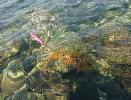 墨族釣果投稿(対馬)⑫