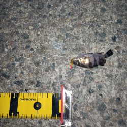 粘った!　釣った!!　小型だった!!!ーT＿T