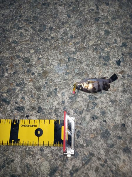 粘った!　釣った!!　小型だった!!!ーT＿T