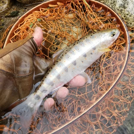 海破れて久々の川へ