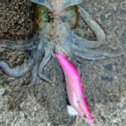 墨族釣果投稿(対馬)⑬