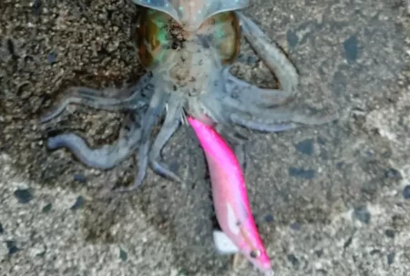 墨族釣果投稿(対馬)⑬