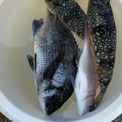 ファミリーフィッシング?