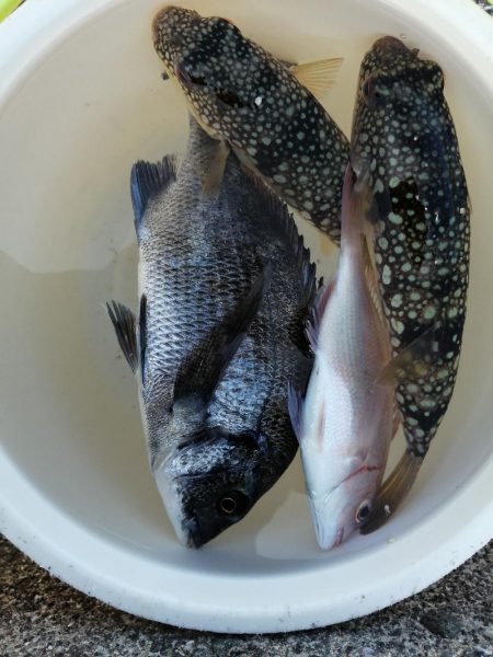 ファミリーフィッシング?