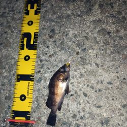 メバルも雨もぽつぽつと…