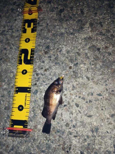 メバルも雨もぽつぽつと…