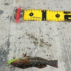 初のデイメバリング カサゴ多め