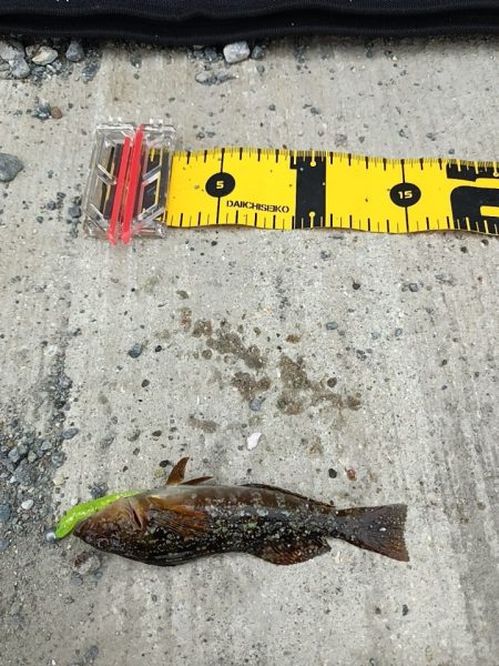 初のデイメバリング カサゴ多め