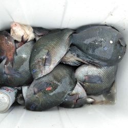 フカセ‥最高ですネ・・