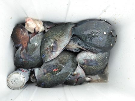 フカセ‥最高ですネ・・