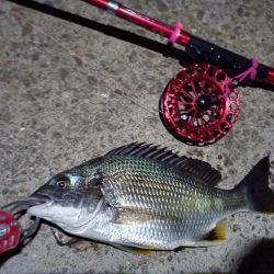 2022/06/17 南港ヘチ釣り釣行