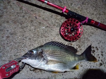 2022/06/17 南港ヘチ釣り釣行