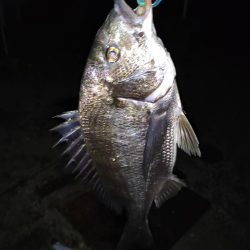 シーバスとチヌとエイ