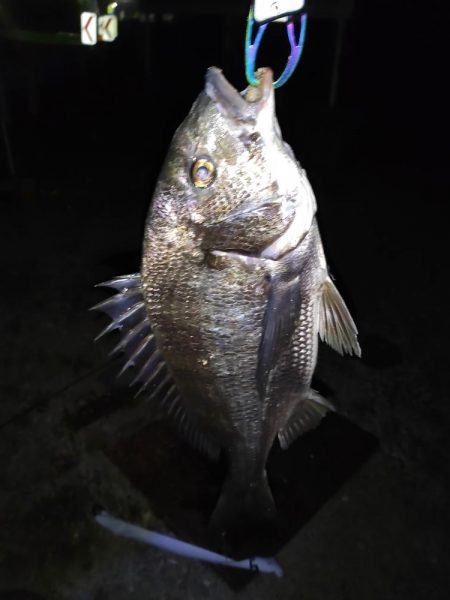 シーバスとチヌとエイ