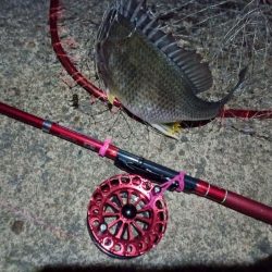 2022/06/18 南港ヘチ釣り釣行