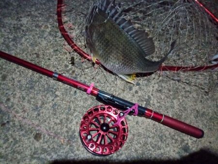 2022/06/18 南港ヘチ釣り釣行