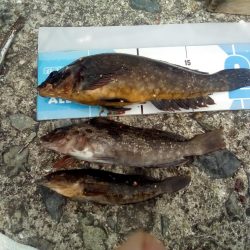 アイナメおったぞ