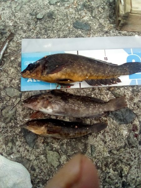 アイナメおったぞ