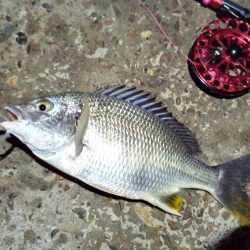 2022/06/22 南港ヘチ釣り釣行