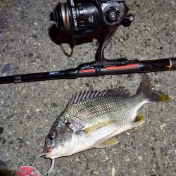 2022/06/23 南港ライトゲーム釣行