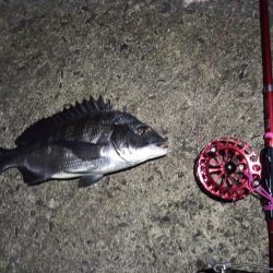 2022/06/25 南港ヘチ釣り釣行