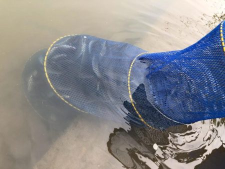 宇曽川コアユ爆釣です