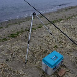 梅雨の晴れ間のキス釣り フグの猛攻