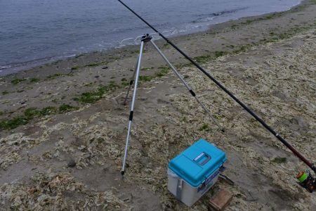 梅雨の晴れ間のキス釣り フグの猛攻