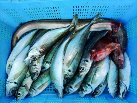 泉州丸 釣果