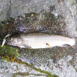 渇水の最中の、渓流釣り