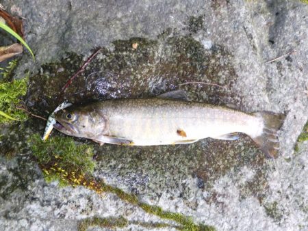 渇水の最中の、渓流釣り