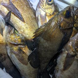 めばる入れ喰い