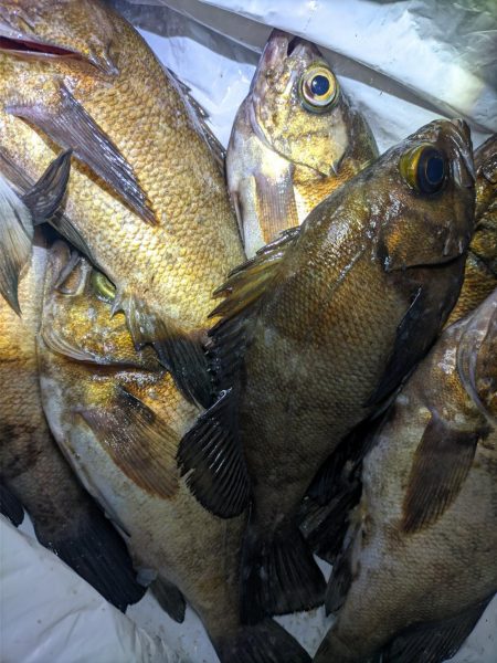 めばる入れ喰い