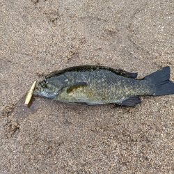 栄光のRJペンシル