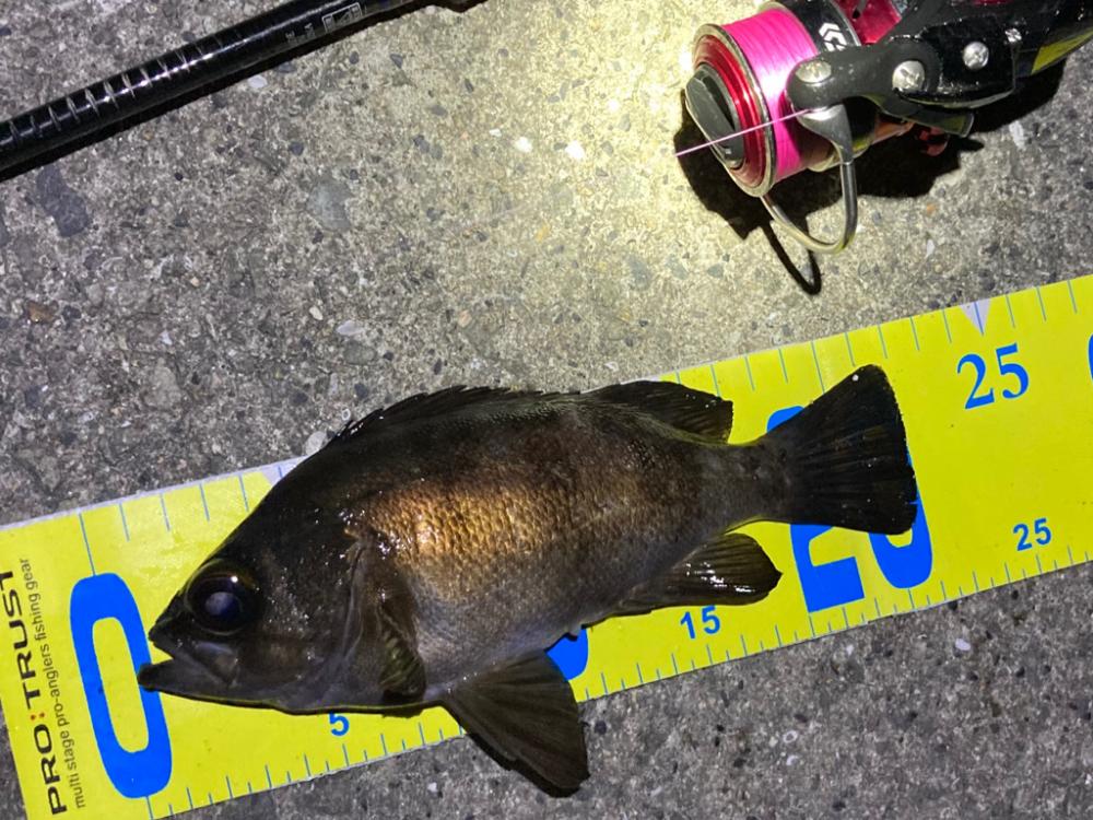 好調です、明石のメバル