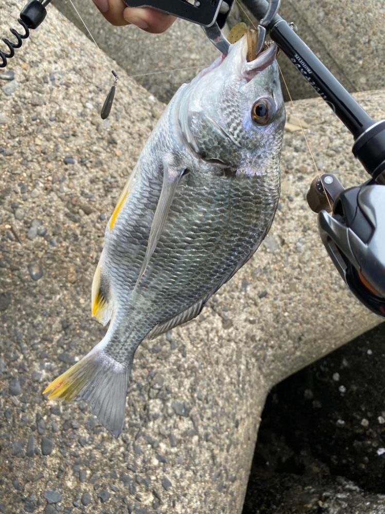 チニング 2日連続