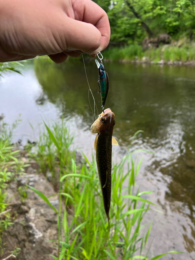 渓流ルアーフィッシング